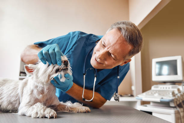 , NV Emergency Dental Service Company